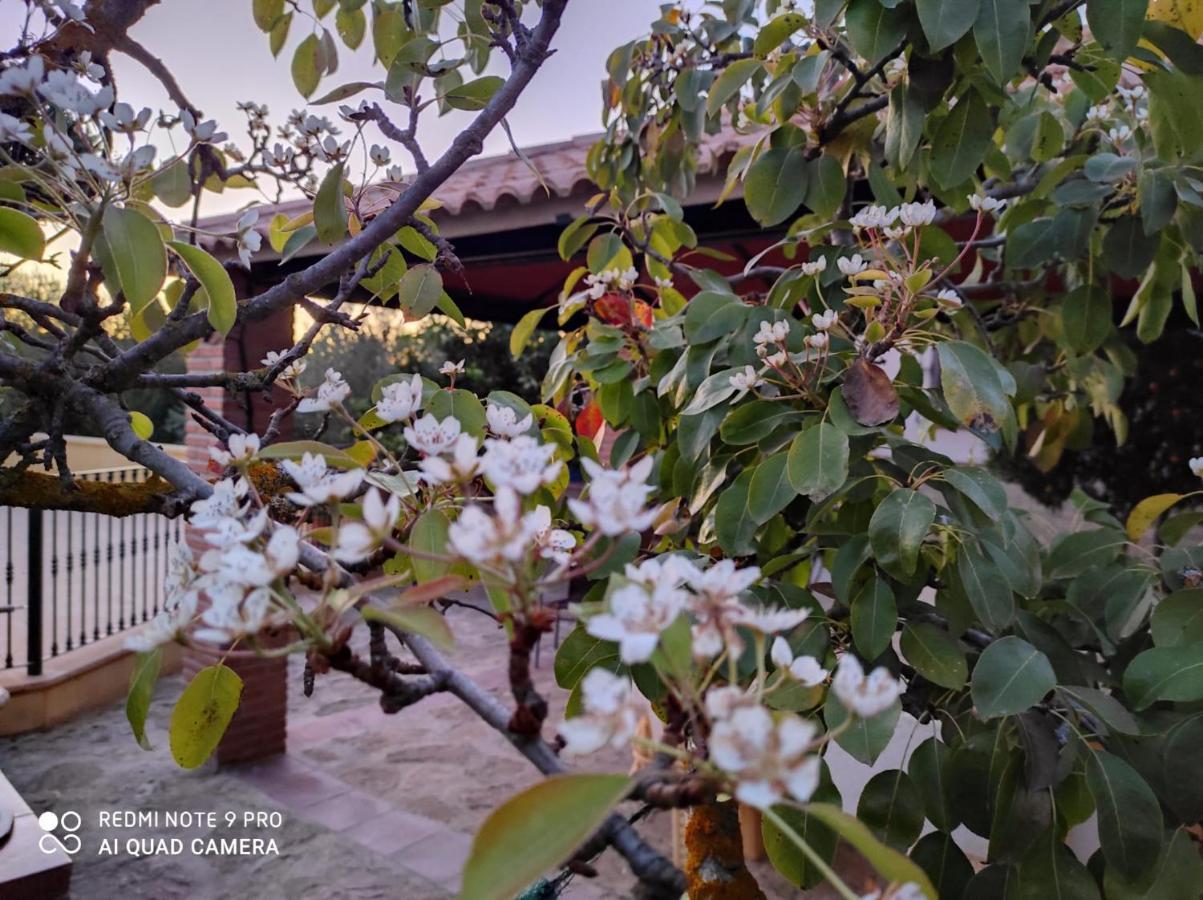 Los Abuelos Setenil De Las Bodegas ภายนอก รูปภาพ